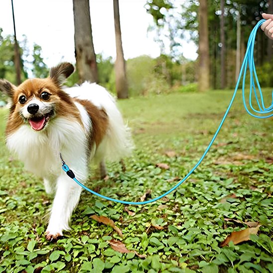 Ultra securite longe chien petit