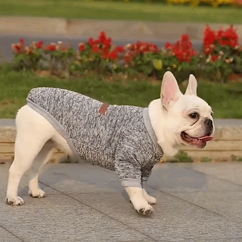 Pull chien | Ultra-Confortable