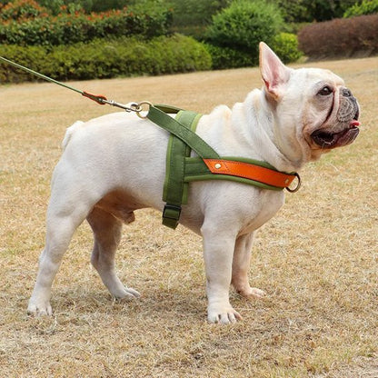 harnais anti traction bulldog francais