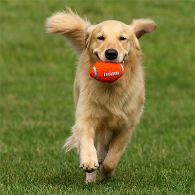 Balle pour Chien Football grand chien