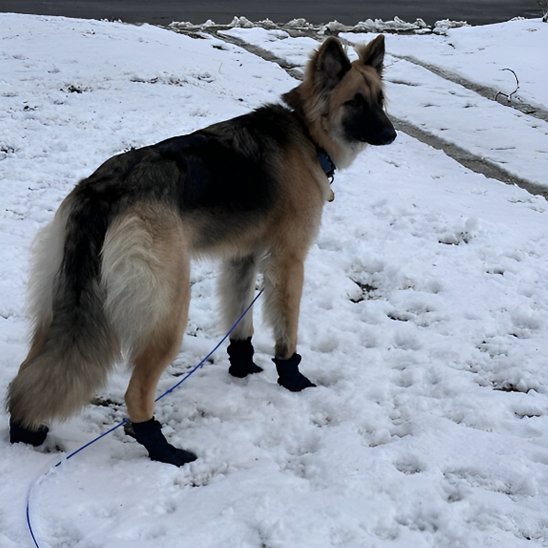 Bas chien Berger neige