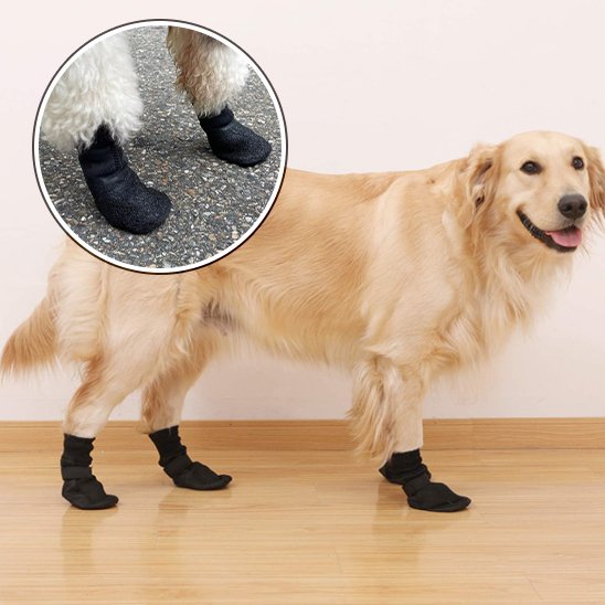 Bas chien golden