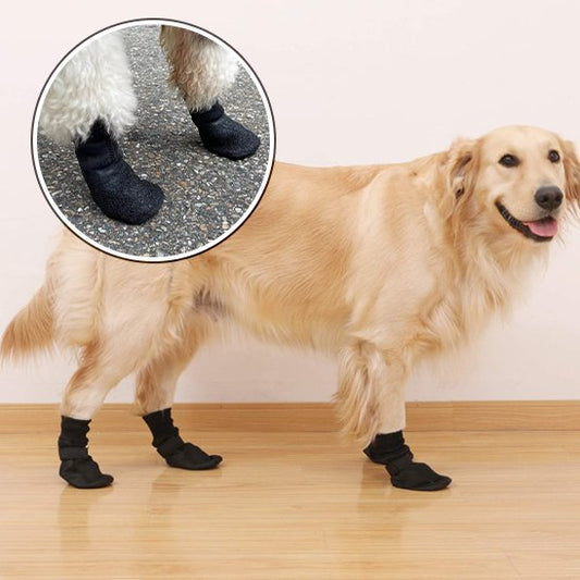 Bas chien golden
