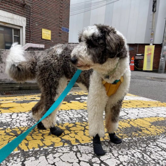 Bas chien urbain