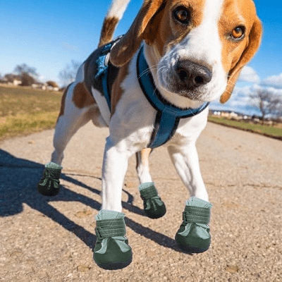 bottes pour chien en cuir sur Beagle 