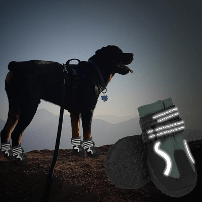 Bottes pour chien grises reflechissante sur un gros toutou 