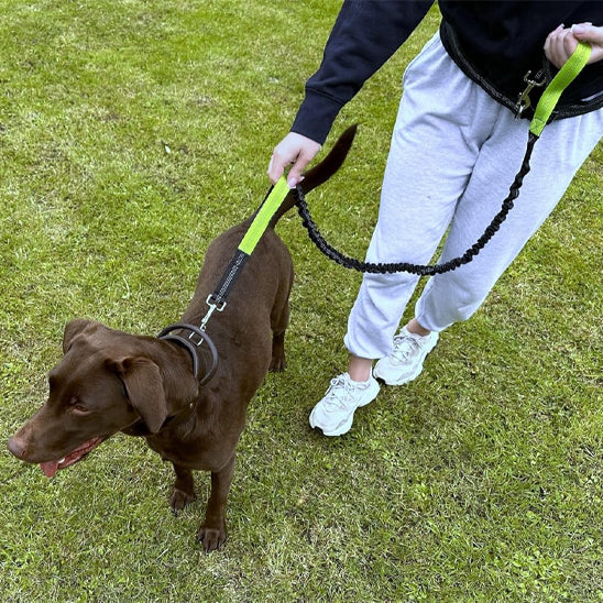 Canicross chien brun 2
