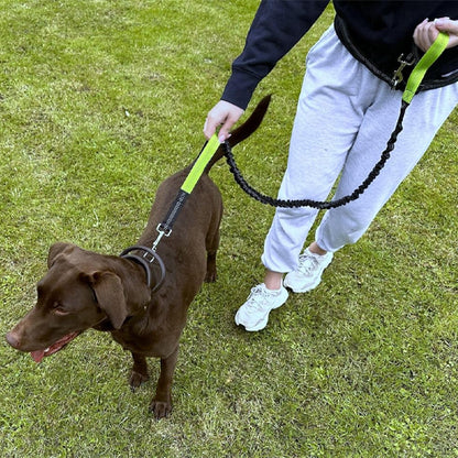 Canicross chien brun 2