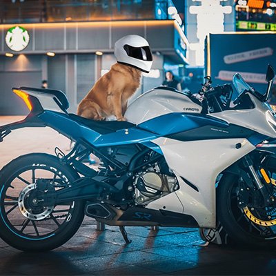 Casque moto pour chien moto zen sport