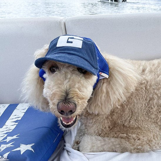 Casquette chien​ bleu caniche royal 