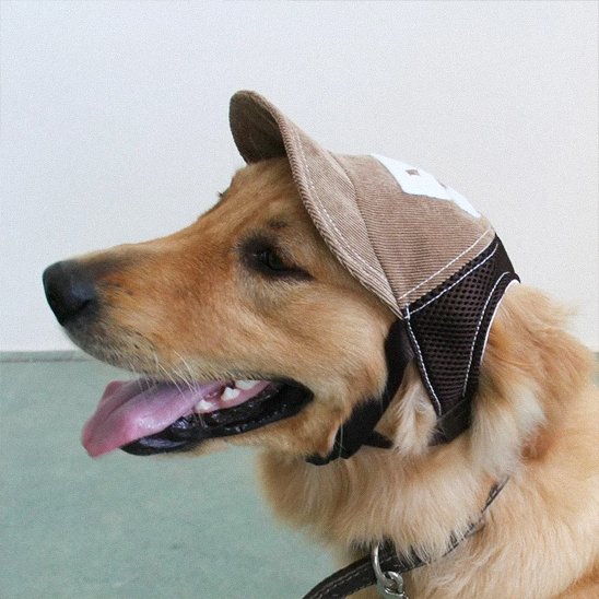 Casquette chien​ cafe Golden 