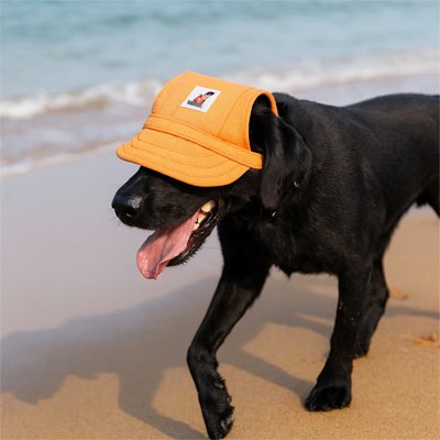Casquette chien​ pro jaune