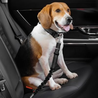 Ceinture de sécurité pour chien securidad beagle
