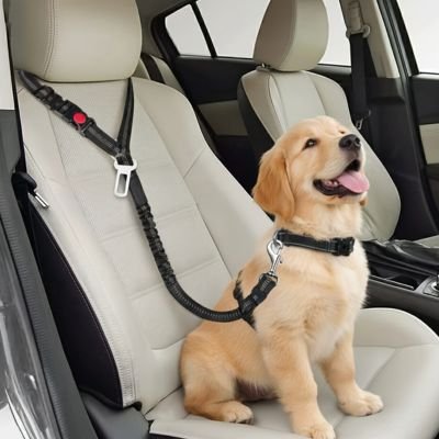 Ceinture de sécurité pour chien Securidad petit chien