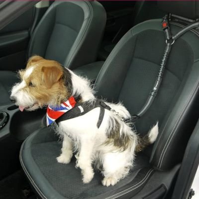 Ceinture de sécurité pour chien securidad voiture