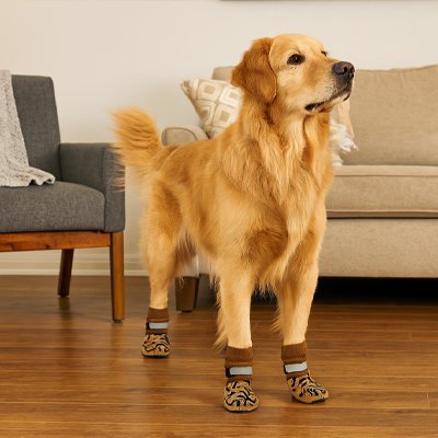 Chaussette pour chien golden interieur