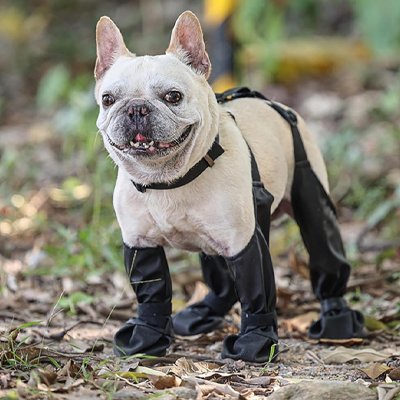 Chaussures chien a bretelle bulldog francais