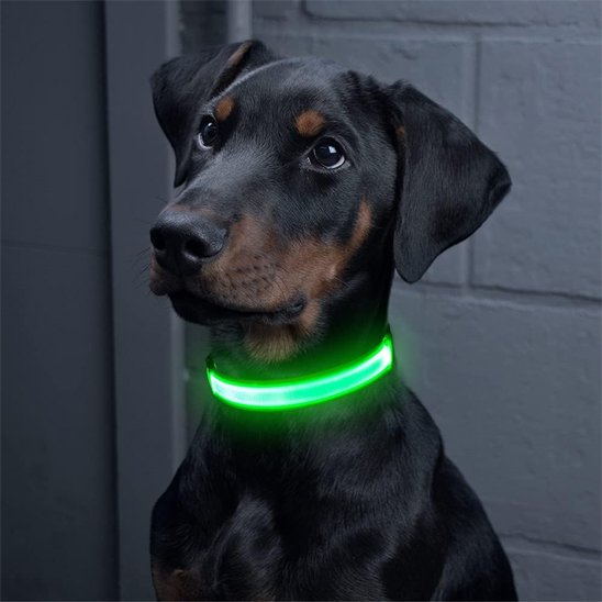 collier vision lumineux vert chien sage
