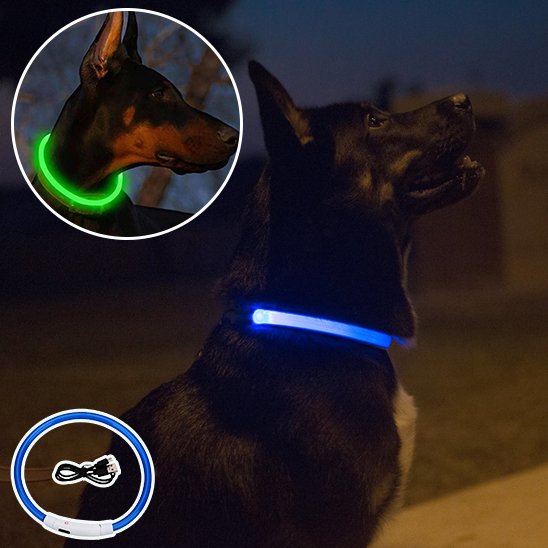 Collier chien lumineux chien produit bleu