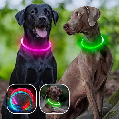 Collier chien lumineux deux chien  