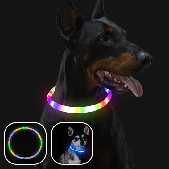 Collier chien lumineux soir chien 