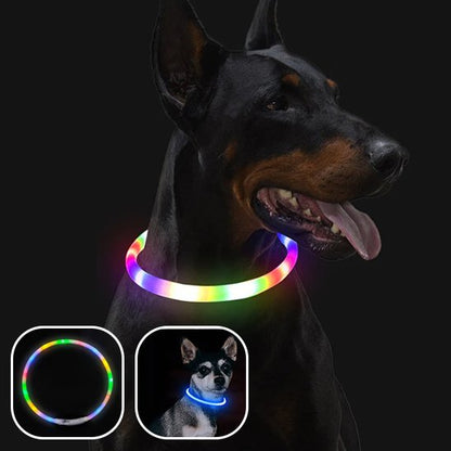 Collier chien lumineux soir chien 