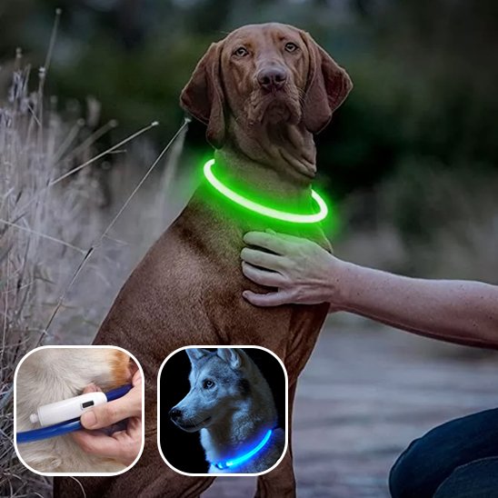 Collier chien lumineux vert chien Labrador