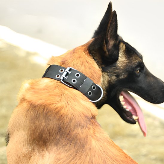 Tappeur taktik Collier chien noir