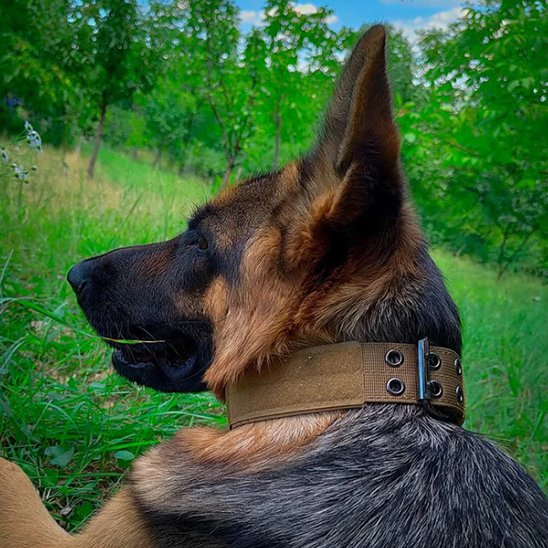 Collier chien tactique chien berger allemand au repos