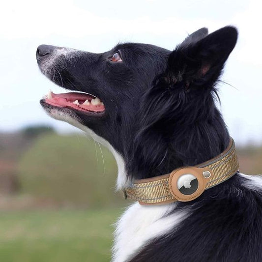 collier gps chien trackerpro couleur beige sur un Border collie