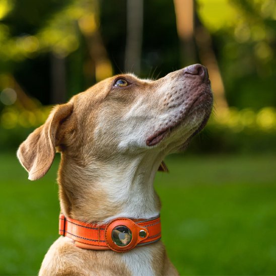 collier gps chien trackerpro couleur de couleur orange