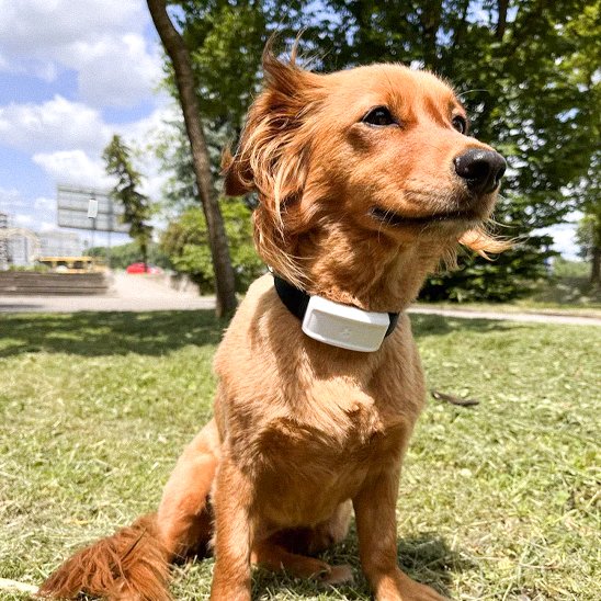 Collier GPS Chien Pro chien a la campagne