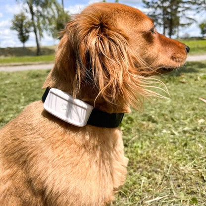 Collier GPS Chien Pro chien au parc
