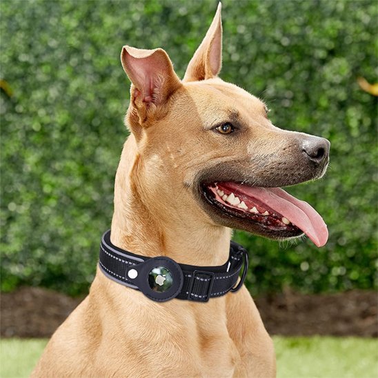 collier gps chien trackerpro couleur noir sur un gros chien beige