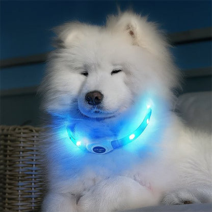 collier lumineux bleu Samoyede
