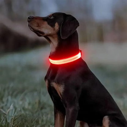 Collier lumineux pour chien rouge