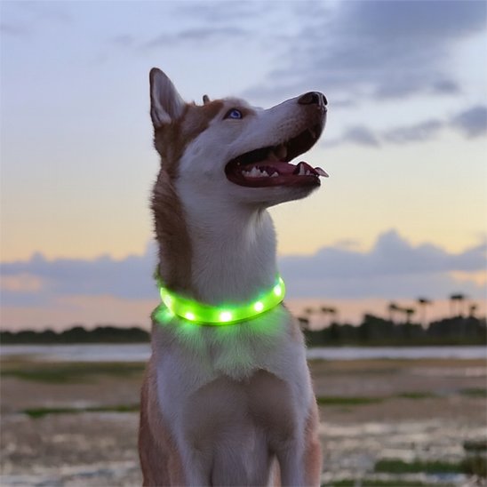 collier lumineux vert husky 