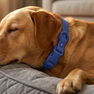 Collier pour Chien bleu Aventure Repos