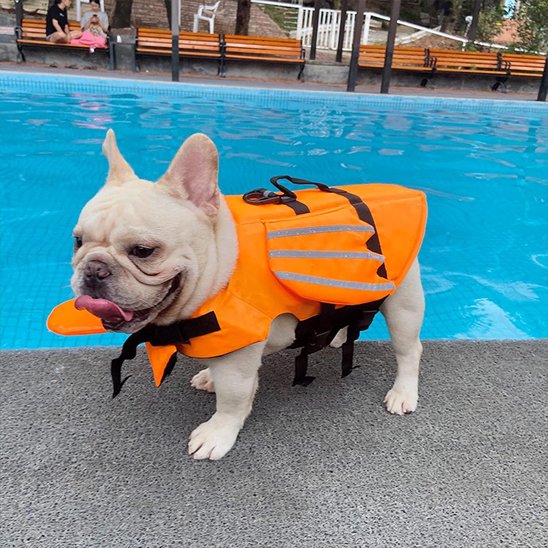 Gilet de sauvetage chien poisson volant piscine