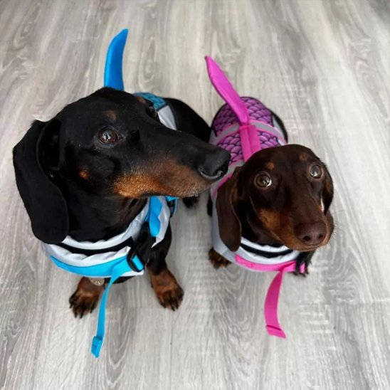 Gilet de sauvetage chien requin chien bleu rose