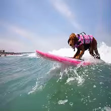 Gilet de sauvetage Chien qui surf sur une vague