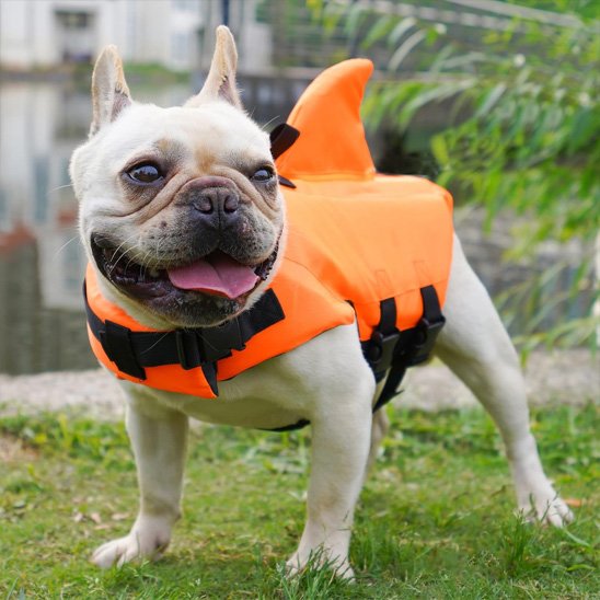 Gilet de sauvetage chien Requin ludique bouledogue piscine orange