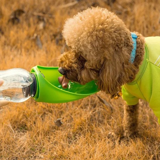 Gourde chien caniche blond vert lime