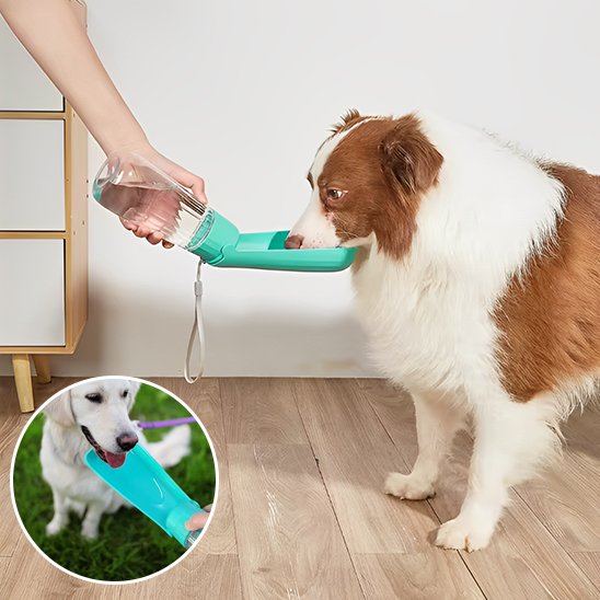 Gourde chien compact produit petit chien Border