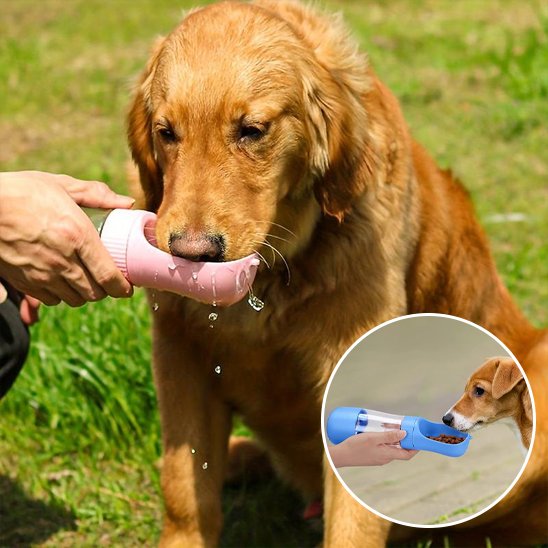Gourde chien golden qui boit allegrement