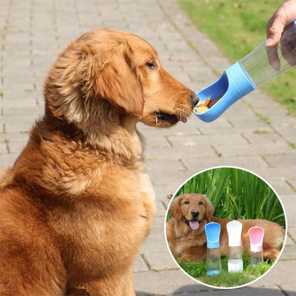 Gourde chien Golden adulte qui mange ses croquettes