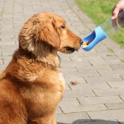 Gourde chien golden qui mange croquette