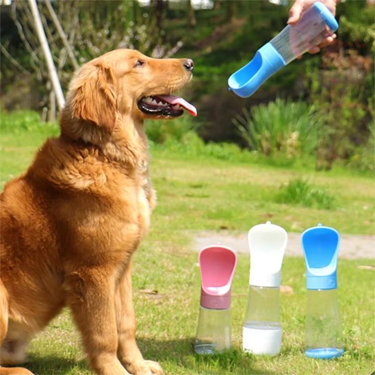 Gourde chien golden qui attend sa ration