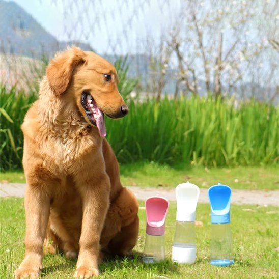 Gourde chien couleurs