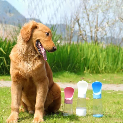 Gourde chien couleurs